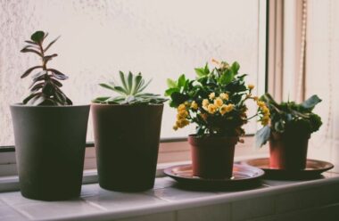 Прості у догляді рослини, які очищують повітря у будинку