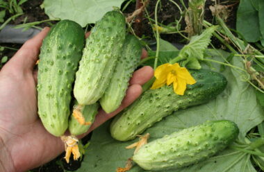 Корисна шпаргалка на літо — обов’язково збережіть собі, щоб збирати великий урожай