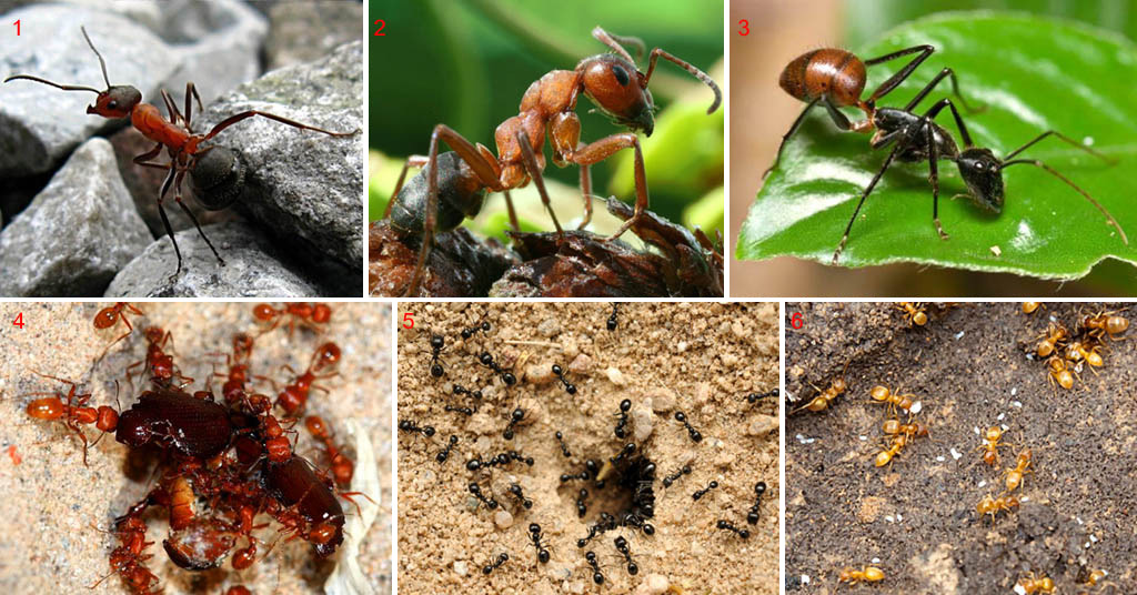 Муравьев 1 том. Виды муравьев. Муравьи разные виды. Разные муравьи. Видовое разнообразие муравьев.