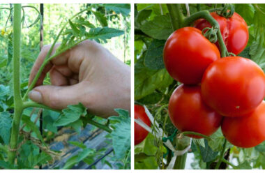 Як правильно пасинкувати помідори, і коли це робити