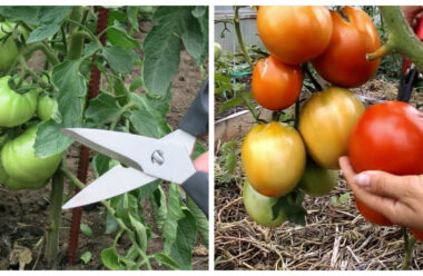 Правильний догляд за помідорами в липні, допоможе збільшити урожай в рази.