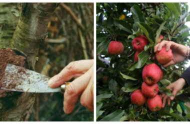 Перевірені способи, які вбережуть ваші яблуні і груші від хвороб. Щоб ще довго плодоносили.
