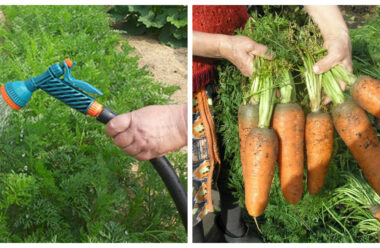 Прийоми, які допоможуть збільшити урожай моркви. Щоб була велика і солодка