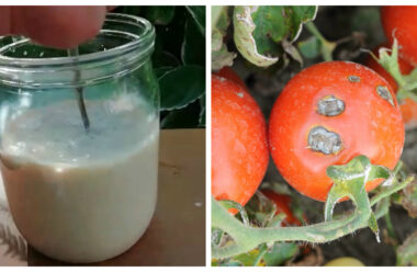 Простий, перевірений засіб, який допоможе позбавитися від фітофтори на помідорах.