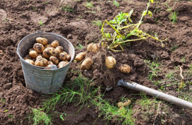 Коли копати картоплю, щоб вона довше зберігалася: сприятливі дні в серпні за Місячним календарем