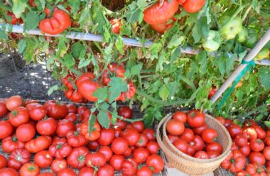 Як правильно доглядати за помідорами в серпні, щоб вони не хворіли, а приносили гарний урожай.