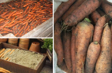 Як зберегти зібрану моркву на зиму, головні секрети, які варто знати усім городникам.