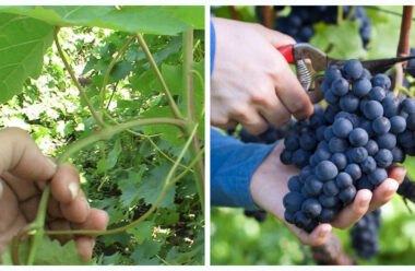 Догляд за виноградом у серпні: що обов’язково потрібно зробити в цьому місяці