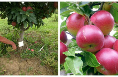 Кращі рецепти підживлення яблунь в серпні, під час дозрівання плодів