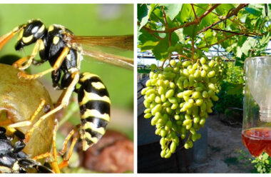 Як захистити виноград від ос. Дієві поради, які допоможуть вберегти урожай