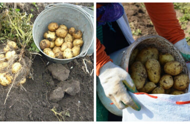 Як зберегти зібрану картоплю на зиму: секрети від досвідчених агрономів.