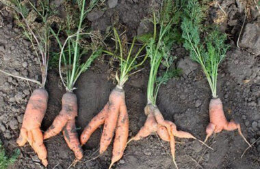 Головні причини, чому морква виростає кострубатою. Дізнайтеся, щоб запобігти цьому в наступному році.