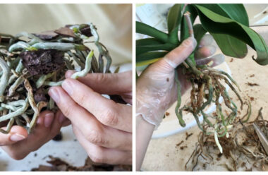 Коли необхідно обрізати коріння орхідеї, та як правильно це робити.