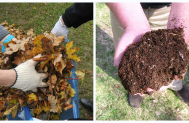 Не спалюйте, та не викидайте листя, з нього можна приготовити універсальний засіб для поліпшення родючості ґрунту.