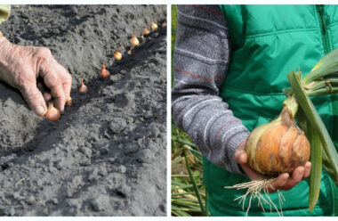 Головні секрети посадки цибулі під зиму: коли садити і як доглядати, щоб зібрати гарний урожай.
