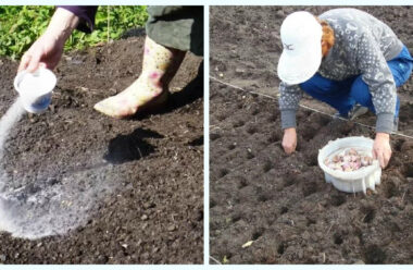 Що обов’язково потрібно зробити в жовтні на городі. Городникам на замітку.