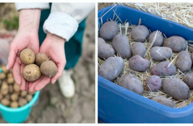 Головні правила зберігання картоплі зимою. Так ви збережете врожай до весни