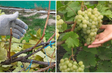 Обрізання винограду восени, коли і як правильно це робити.