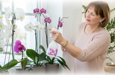 Орхідея — не тільки гарна квітка, це оберіг для кожної жінки. Як вона впливає на людину.