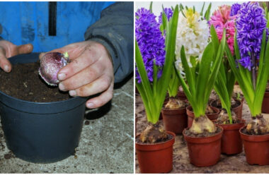 Квіти та технології їх вирощування в домашніх умовах до 8 березня.