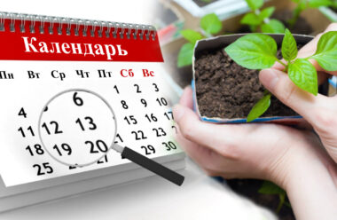 Посівний календар на березень та квітень 2021 року. Щоб мати гарний врожай
