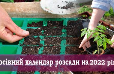 Місячний календар 2022 року: вирощування, та догляду за розсадою. Городникам на замітку