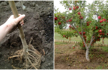 Що не можна садити поряд з яблунею. Корисно знати, щоб мати гарний врожай.
