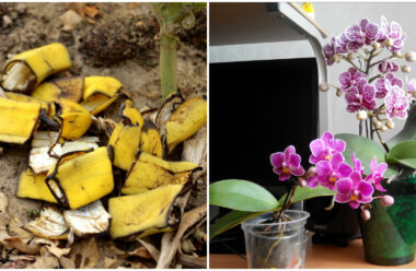 Бананова шкірка — це корисне добриво для орхідеї. Три рецепти для підгодівлі.