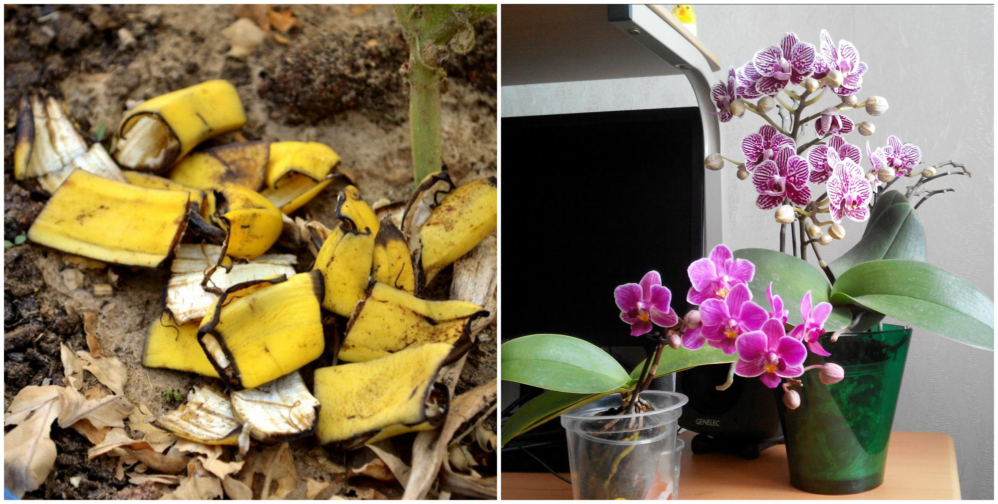 Корки бананов для цветов. Кожура банана для полива комнатных цветов. Полив банановой кожурой цветы. Банановый настой для полива комнатных цветов. Подкормка для орхидей из банановой кожуры.