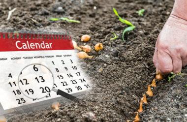 Посівний календар на квітень. В які дні краще садити, щоб мати гарний врожай