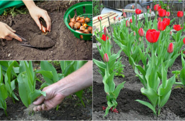 Правила по вирощуванню тюльпанів. Дотримуйтеся їх, і у вас завжди будуть гарні квіти.