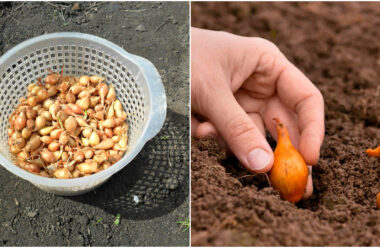 Бабусин метод посадки цибулі, який допоможе зібрати гарний врожай