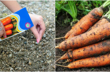 Сприятливі дні у квітні, для посіву насіння моркви. Календар по днях