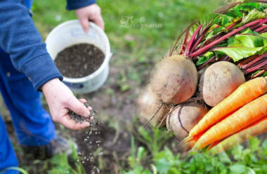Чим підживити моркву та буряк, щоб вони були солодкими та смачними