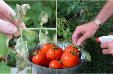 Дієві натуральні засоби, щоб захистити помідори від фітофторозу