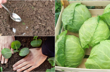Як правильно садити та доглядати за капустою, щоб вона давала гарний врожай