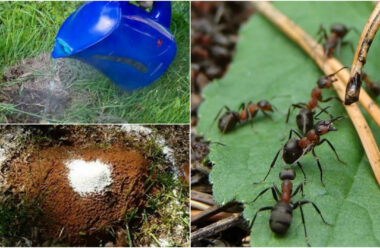 Дієві засоби, які допоможуть позбутися мурах на городі. Городникам на замітку