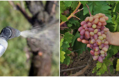 Обробка винограду від шкідників та хвороб. Для отримання доброго врожаю