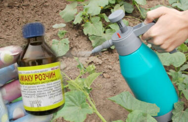 Нашатир на городі: як правильно застосовувати, щоб рослин не чіпали шкідники
