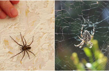Як просто та швидко позбутися павуків на городі та в будинку. Дієві методи