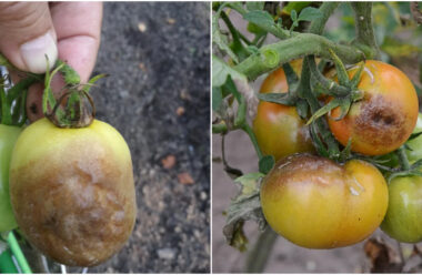 Щоб не втратити врожай помідорів, не допускайте цих помилок