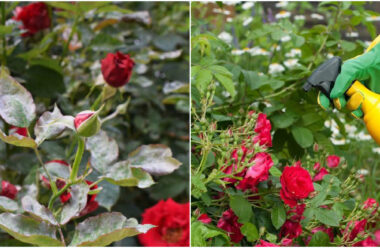 Кілька гарних способів, які допоможуть впоратися з борошнистою росою на трояндах