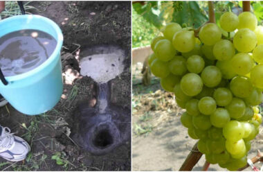 Чим підживити виноград, щоб він був великий та солодкий