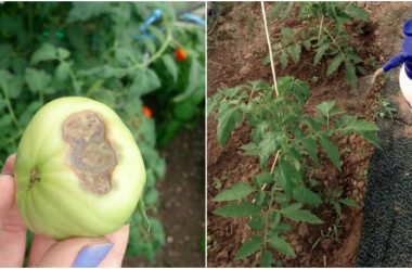 Захищаємо помідори від фітофторозу. Прості та дієві методи