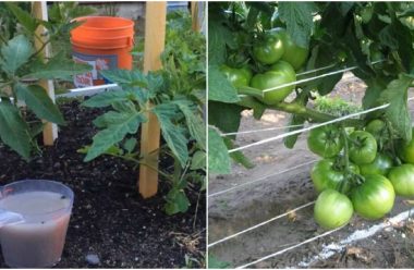 Чим підживити помідори, щоб вони добре зав’язалися та принесли гарний врожай