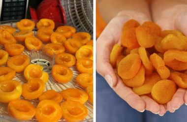 Як правильно зробити курагу з абрикоса в домашніх умовах. Це смачно та корисно