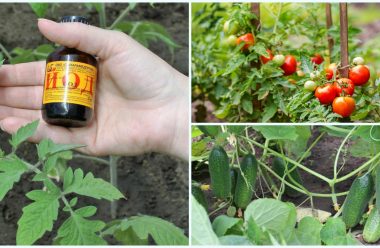 Як за допомогою йоду врятувати помідори від фітофтори, а огірки – від борошнистої роси