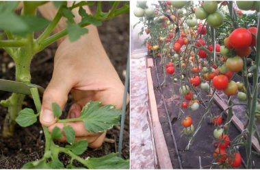 Чому потрібно обривати листя помідорів, та як правильно це робити