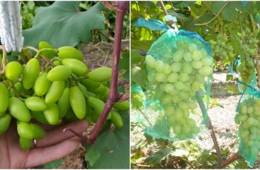 Що потрібно зробити з виноградом у липні, щоб зібрати гарний урожай осінню