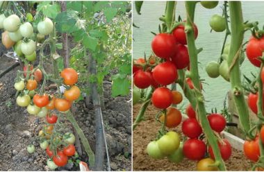 Щоб позбутися фітофторозу на помідорах, видаліть усе листя. Як правильно це робити